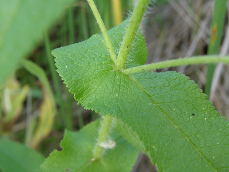 Boneset