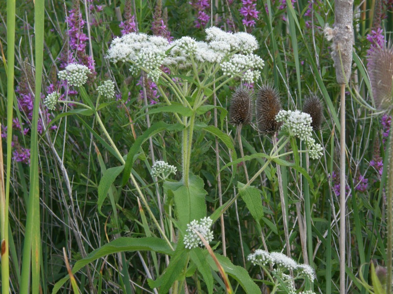 Boneset