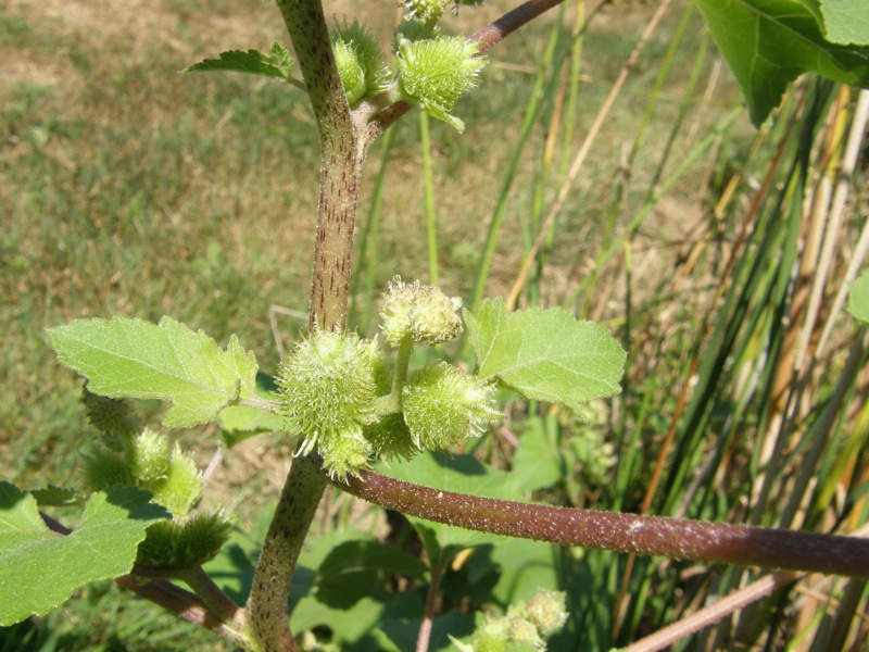 Cocklebur