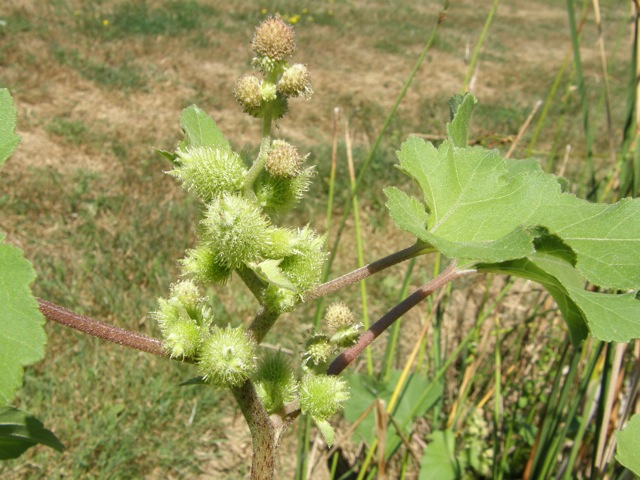 Cocklebur
