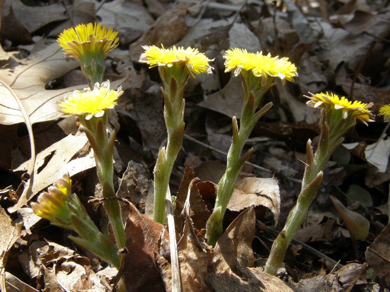 Coltsfoot