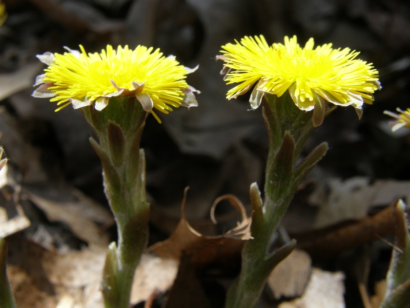 Coltsfoot