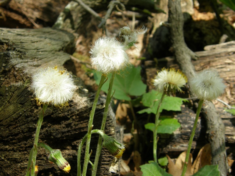 Coltsfoot