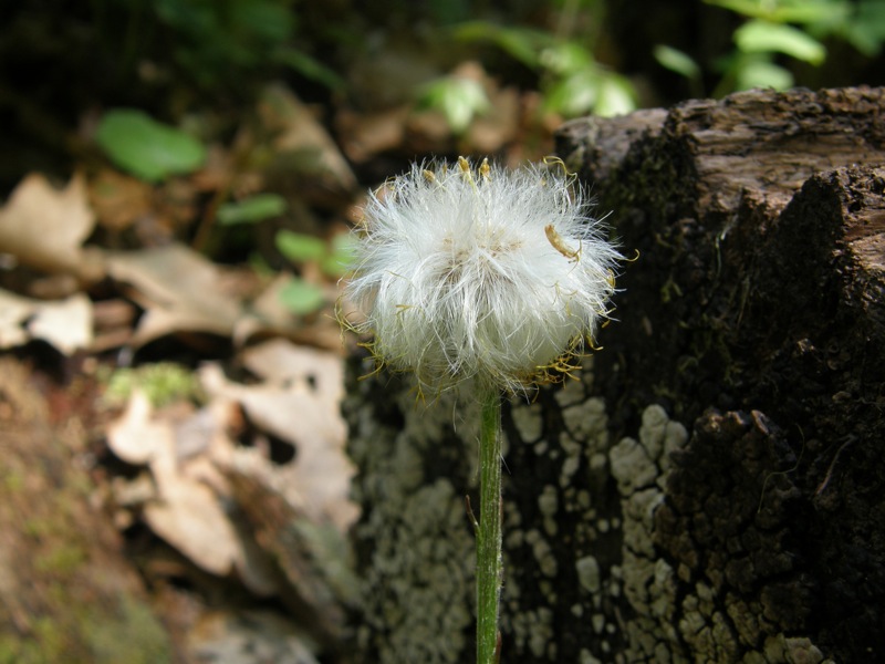 Coltsfoot