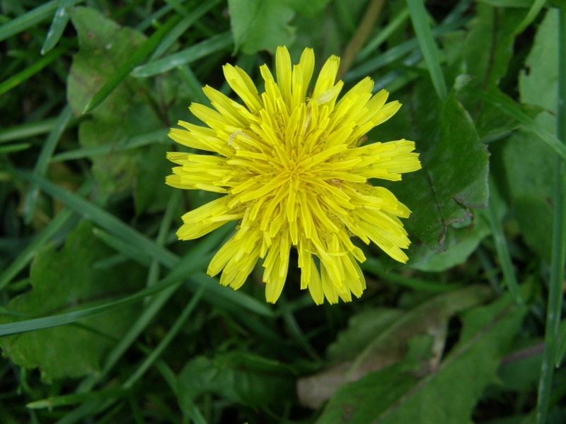 Common Dandelion