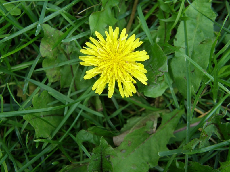 Common Dandelion