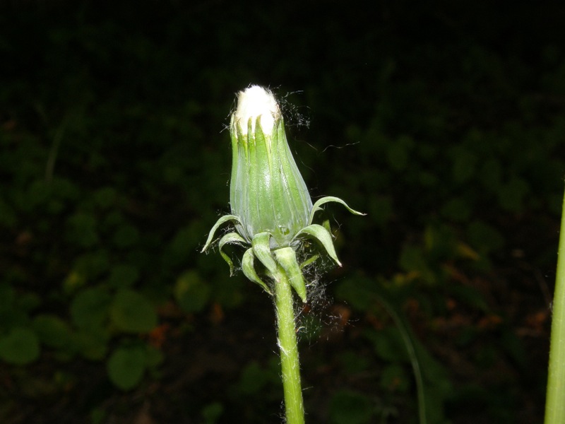 Common Dandelion