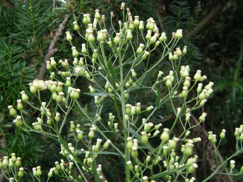 Horseweed