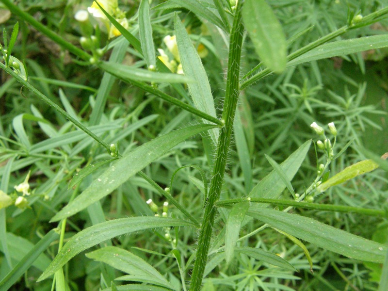 Horseweed