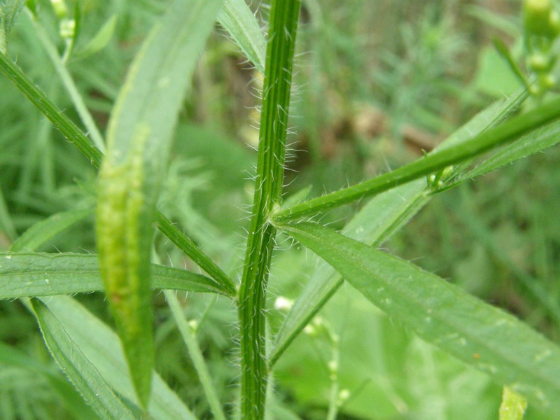 Horseweed