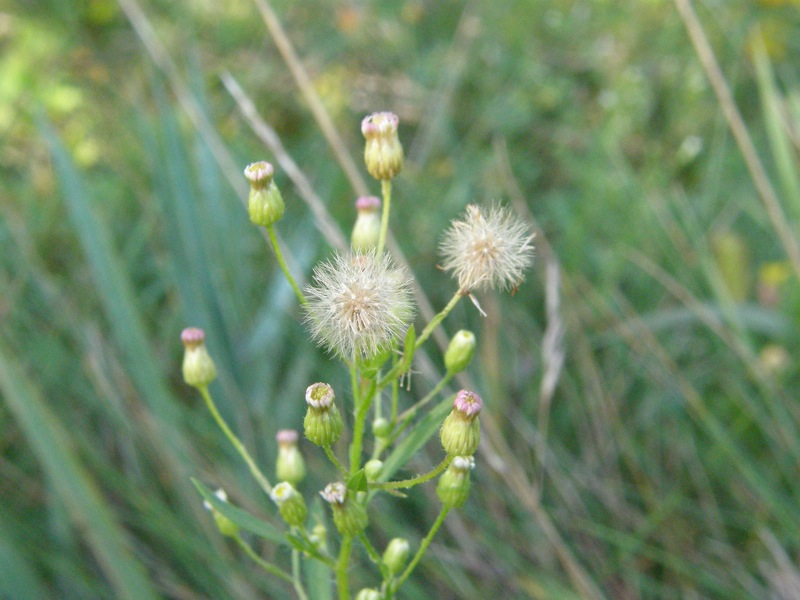 Horseweed