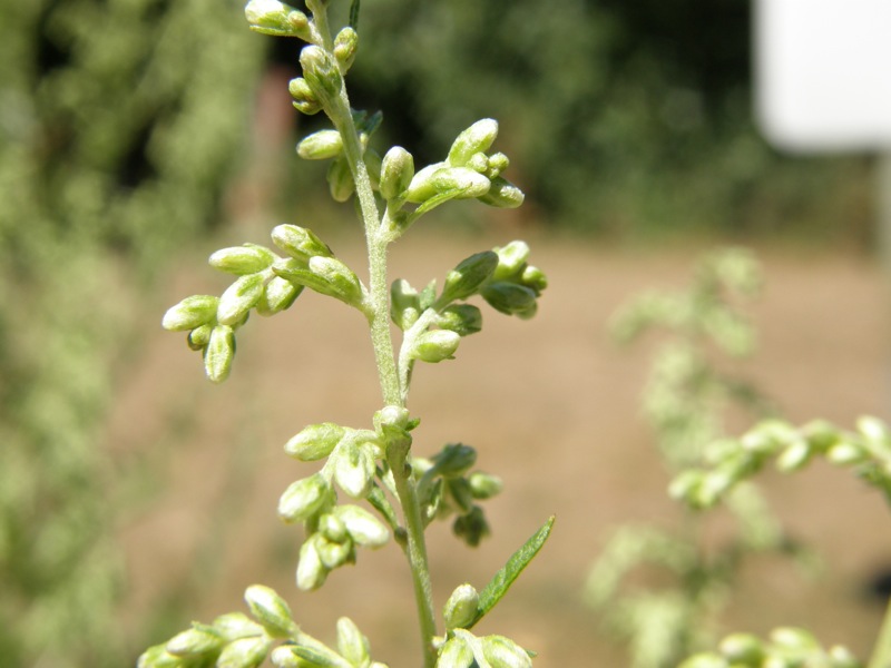 Mugwort