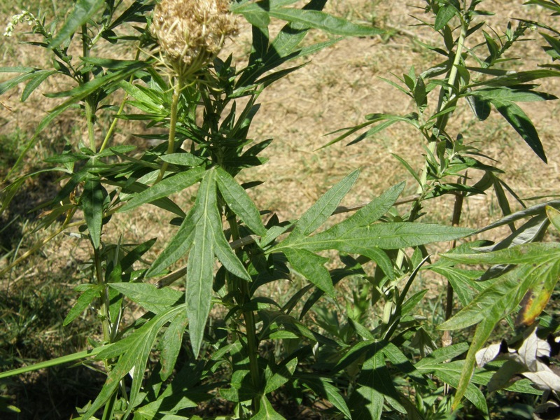 Mugwort