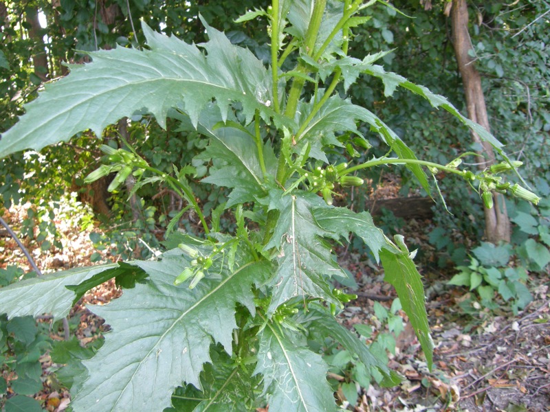 Pilewort