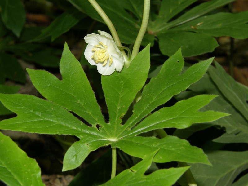 Mayapple