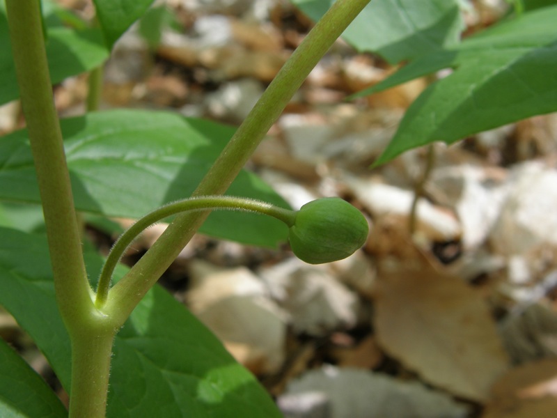 Mayapple