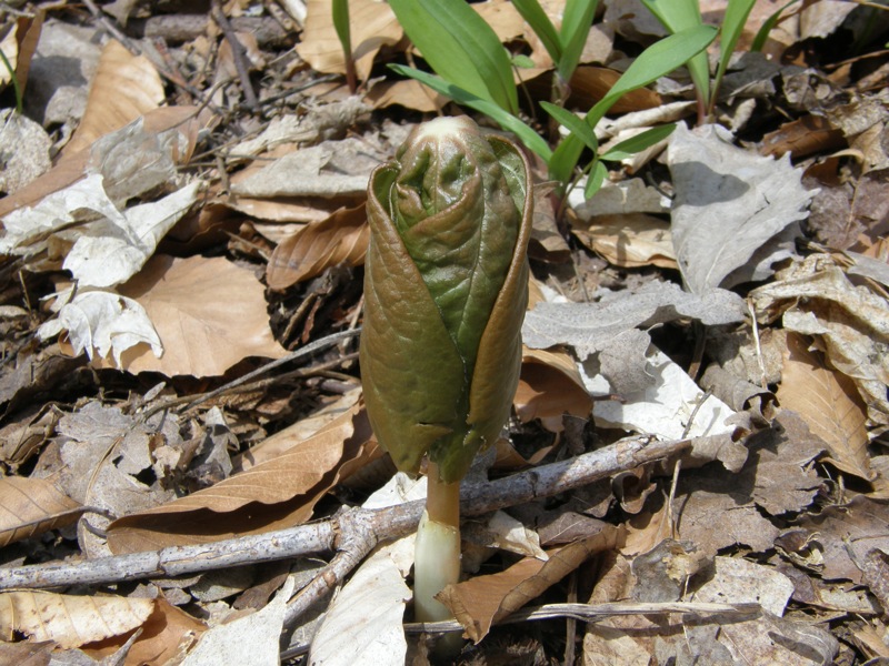 Mayapple