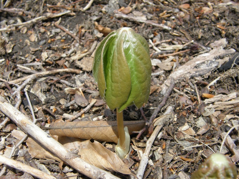 Mayapple