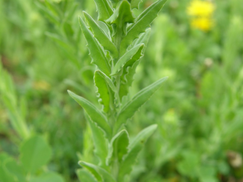 Field Peppergrass