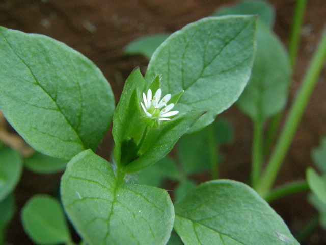 Common Chickweed