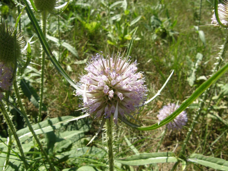 Teasel