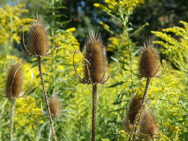 Teasel