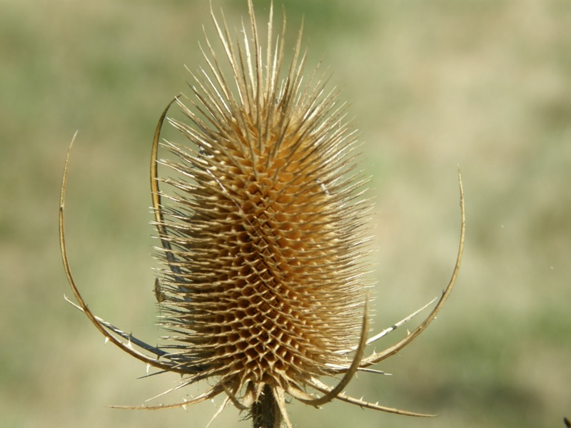 Teasel