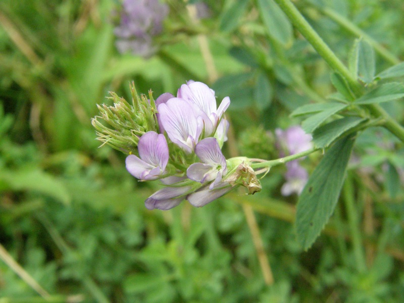 Alfalfa