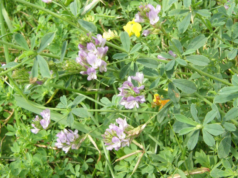 Alfalfa