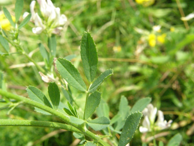 Alfalfa
