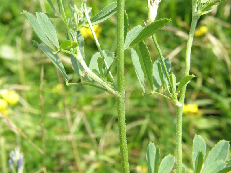 Alfalfa