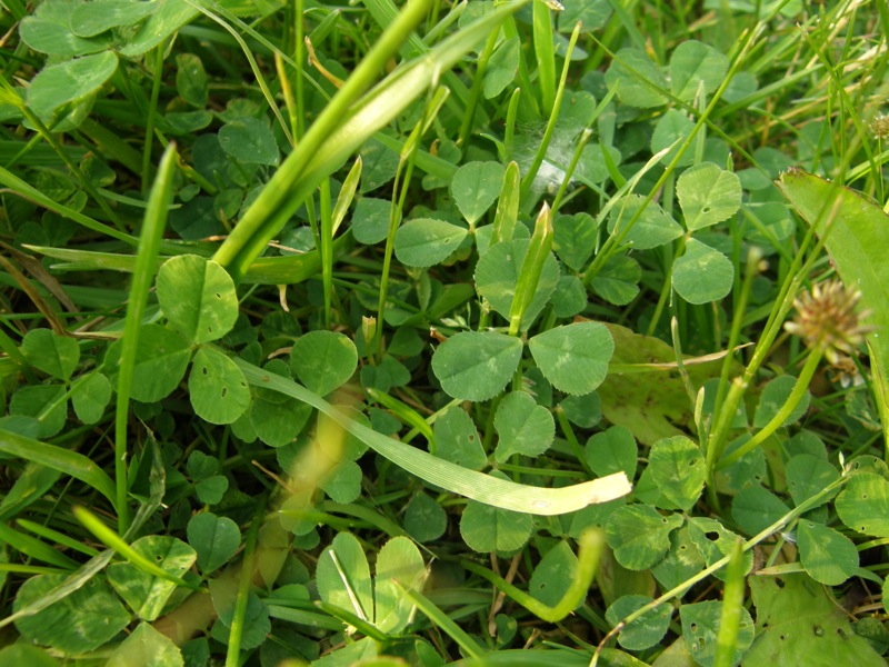 White Clover