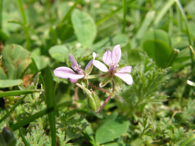 Storksbill