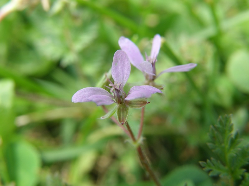 Storksbill