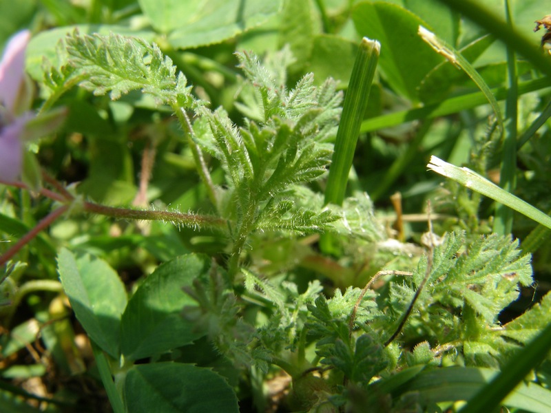 Storksbill