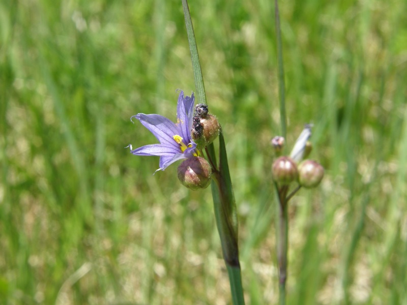 Strict Blue-eyed Grass