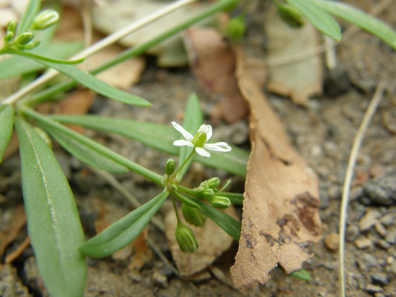 Carpetweed