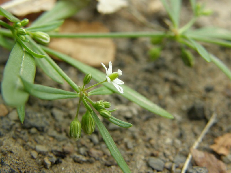 Carpetweed