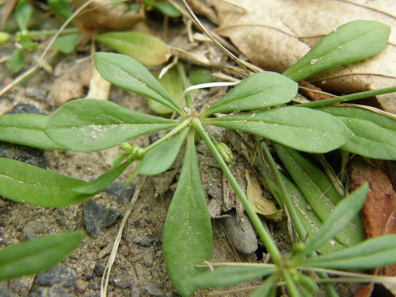 Carpetweed