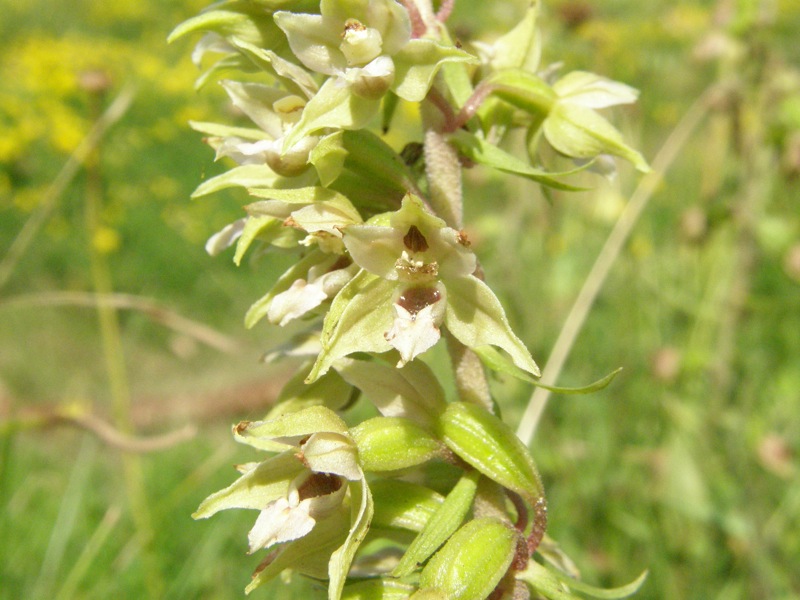 Helleborine