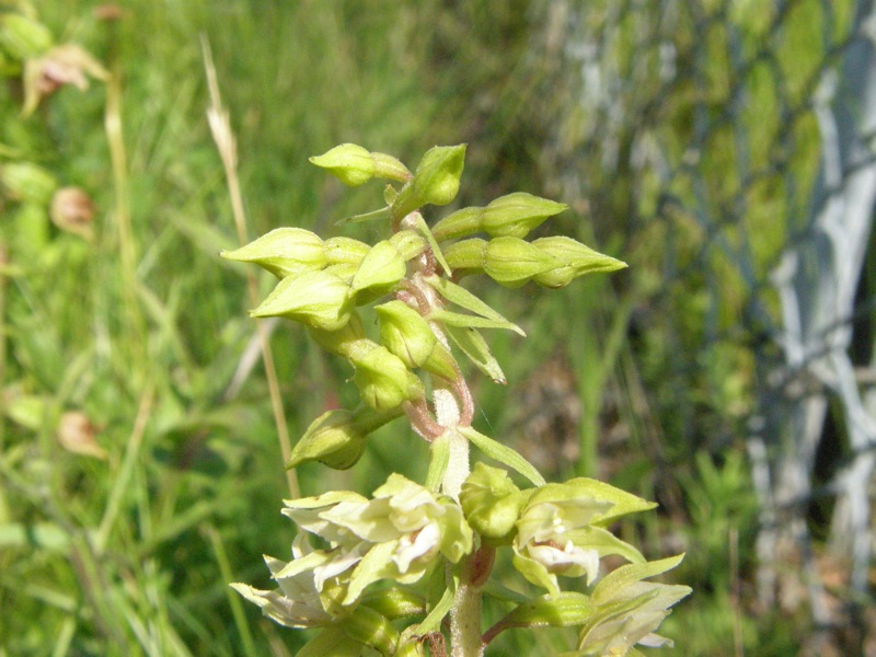 Helleborine