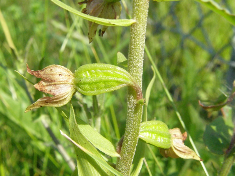 Helleborine