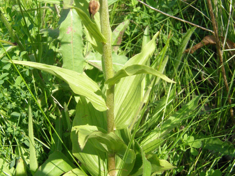 Helleborine