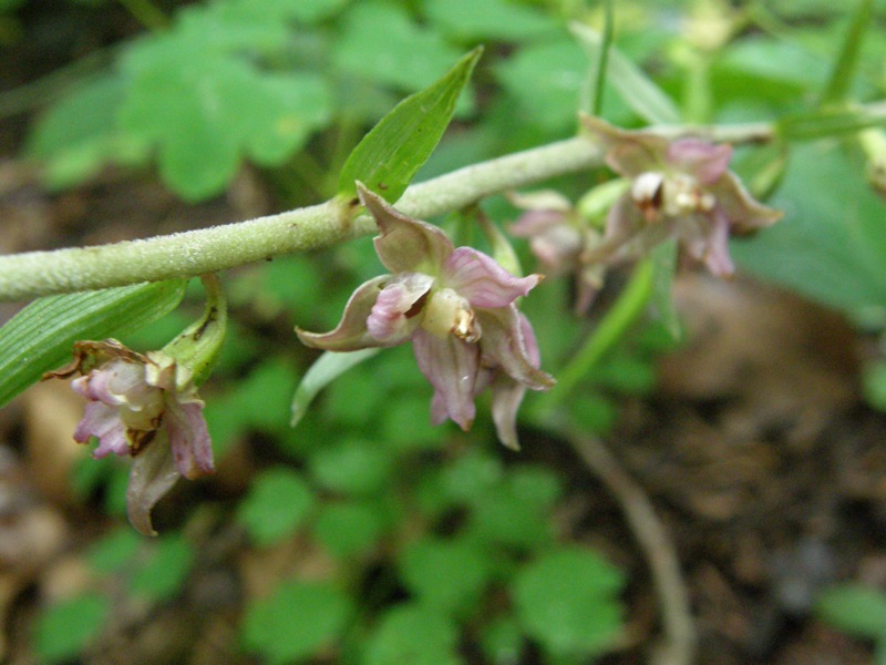 Helleborine