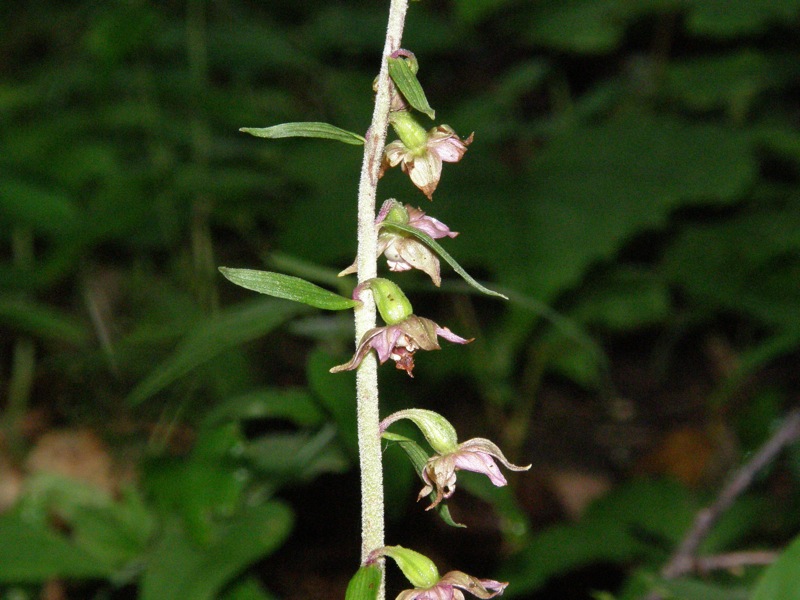 Helleborine