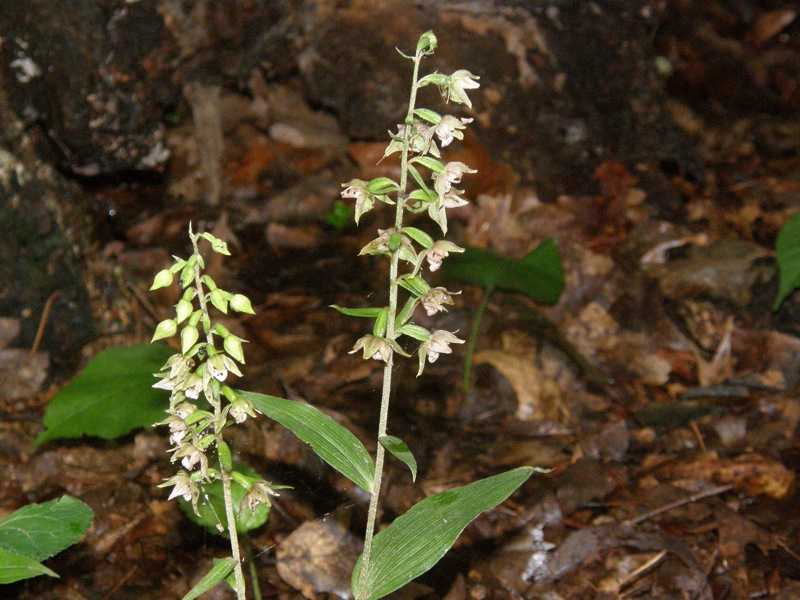 Helleborine