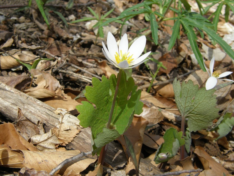 Bloodroot