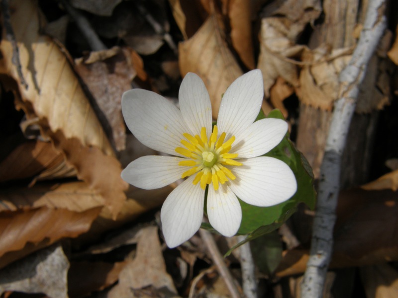 Bloodroot