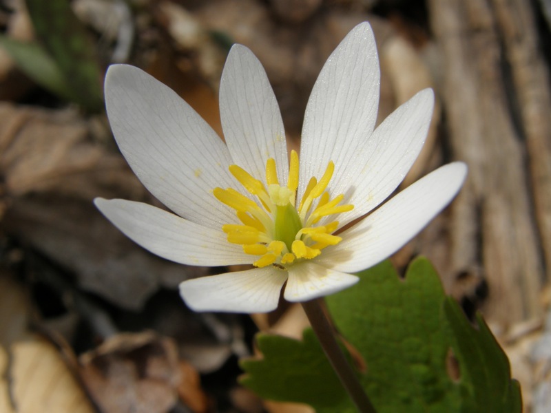 Bloodroot