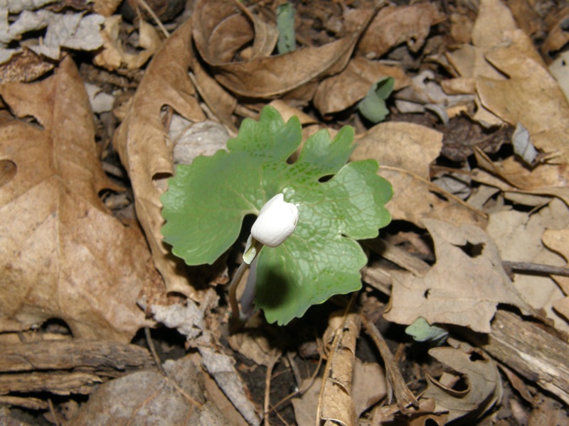 Bloodroot